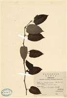 藏品(火炭母草)的圖片